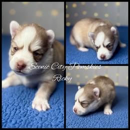 Ricky - Red and white male Pomsky puppy in Rossville, Georgia from Scenic City Pomskies