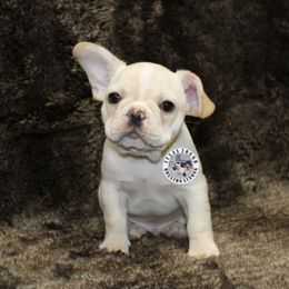 French Bulldog Puppies from Tran's Bullies