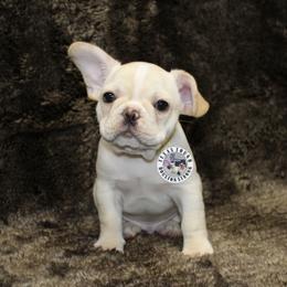 French Bulldog Puppies from Tran's Bullies
