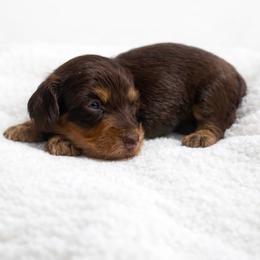 Sally (Silky Wire Hair) - Chocolate and tan female Dachshund puppy in Homestead, Florida from Florida Mini Dachshunds