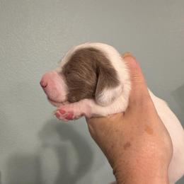 Pluto - Piebald male Dachshund puppy in Irving, Texas from DFW Dachshunds by G & S