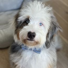 Buster - Bernedoodle