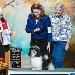 Havanese from Hermosa Havanese