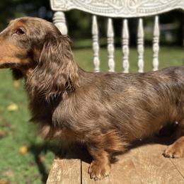 Goose - Dachshund