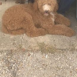 Glory - Goldendoodle
