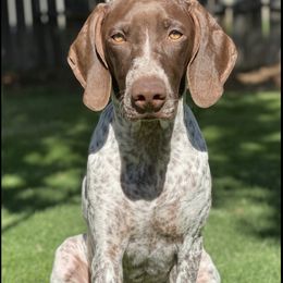 German Shorthaired Pointer All Grown Up from OutBark Dogs & Kennels