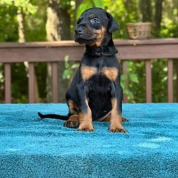Girl - Black Collar - Doberman Pinscher puppy from Wizard Ost Revolution kennel