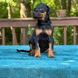 Girl - Black Collar - Doberman Pinscher puppy from Wizard Ost Revolution kennel