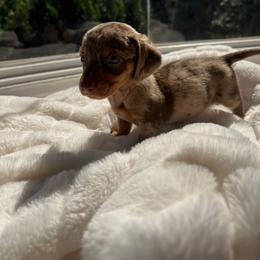Ethan - Dapple male Dachshund puppy in San Diego, California from Enchantables