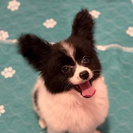 Chip - White and black male Papillon puppy in Louisiana from Maddylane Biewer Terriers