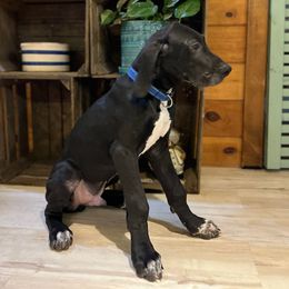 Blue - Black male Great Dane puppy in Aspers, Pennsylvania from Elja Danes