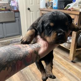 Boy 4 - male Rottweiler puppy in Brighton, Tennessee from Come what May Rottweillers & rescues llc