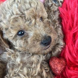 ZACH - Apricot male Poodle puppy in Orlando, Florida from Denise’s Puppies