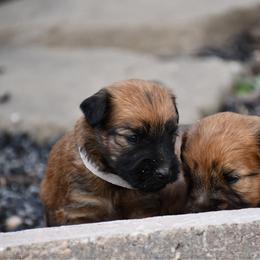 Twix - Wheaten male Soft Coated Wheaten Terrier puppy in Kirksville, Missouri from BellSharps Australian Shepherds