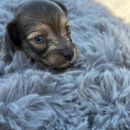 Dachshund Puppies from KJRC Kennels