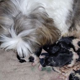 Sassy - Shih Tzu