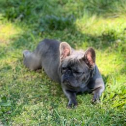 Millie - French Bulldog