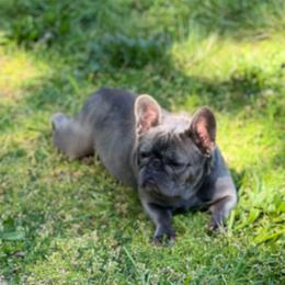 Millie - French Bulldog