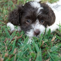 Haley - Chocolate and white female Havapoo puppy in Bowling Green, Kentucky from Denise Clark