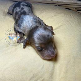 Binx - Dapple male Dachshund puppy in Cave City, Kentucky from Mammoth Cave Dachshunds