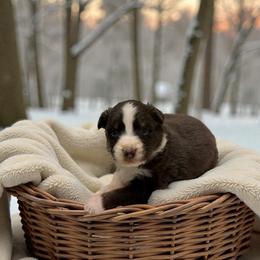 Ember Beau - Red tri-color female Australian Shepherd puppy in Statesville, North Carolina from Charming Australian Shepherds