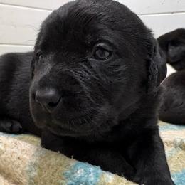 Boy 6 - Black male Labrador Retriever puppy in Turner, Maine from Bear Pond Retrievers
