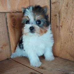 Boy 1 - Parti male Yorkshire Terrier puppy in Jamestown, Tennessee from Green Ridge