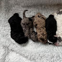 Dill - Black and white male Aussiedoodle puppy in Lake City, Florida from North Florida Poodles and Doodles