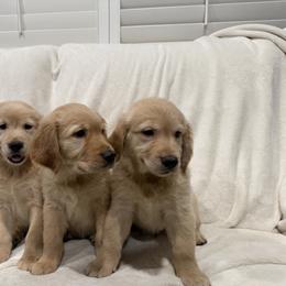 Golden Retriever Puppies from Sultan’s Goldens