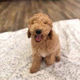 Poodle Puppies from Savana williams