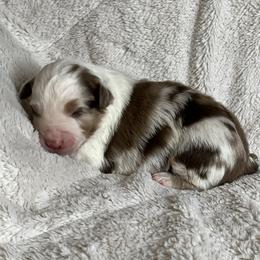 Red Merle Male - Red merle male Miniature Australian Shepherd puppy in Taunton, Massachusetts from Checkered Flag Champions Mini Aussies