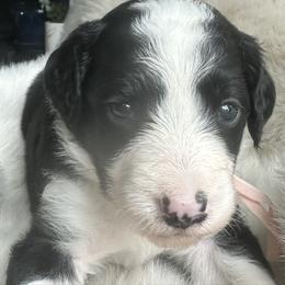 Aussiedoodle and Miniature Australian Shepherd Puppies from The Finished Dog