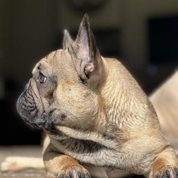 Quinn - French Bulldog