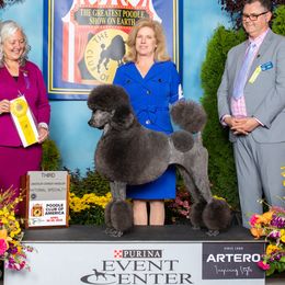 Kira - Poodle