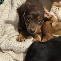 Hershey - Chocolate and tan male Dachshund puppy in Johnson, Vermont from RBP Dachshunds