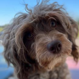 Darling - Aussiedoodle