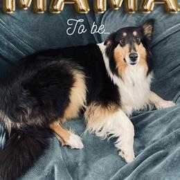 Jolly - Collie