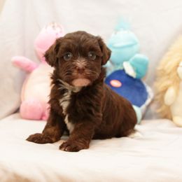 AKC Female 1 - Chocolate female Havanese puppy in South Carolina from Premier Havanese Dogs