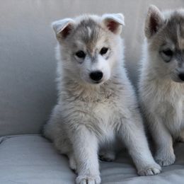 Siberian Husky Puppies from Umunhum