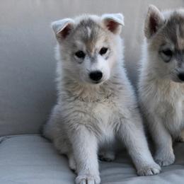 Siberian Husky Puppies from Umunhum