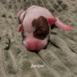 American Pit Bull Terrier Puppies from Wyngate Puppy Breeders