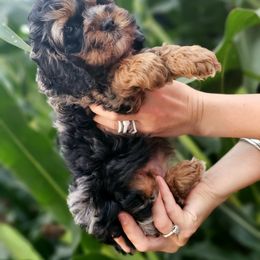 Aussiedoodle, Cockapoo, and Goldendoodle Puppies from Hilltop Doodles KY LLC