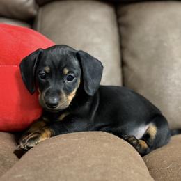 Buzz (Bosco) - Black and tan male Dachshund puppy in Live Oak, Florida from Johnson’s Weiner Farm