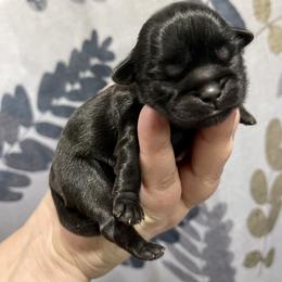 Great Pyrenees and Shih Tzu Puppies from Ashville Shih Tzu Chalet