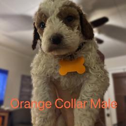 Theo - Burnt rusty Orange Male - Parti male Goldendoodle puppy in Eunice, Louisiana from Maison De Pawz