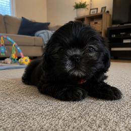 Sunshine - Blue female Shih Tzu puppy in Downey, California from Cali shih tzu