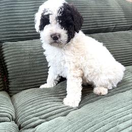 Boy 1 - male Newfypoo puppy in Bloomfield, Iowa from Schooley Doodles
