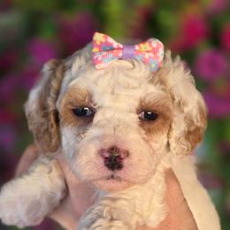 Satin - Parti female Goldendoodle puppy in Vernon, Texas from Sugarland's Texas Goldendoodles