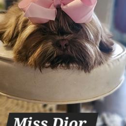 MISS  Dior - Shih Tzu