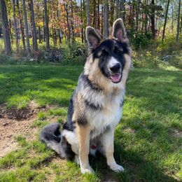 German Shepherds from Brook Edge Farms